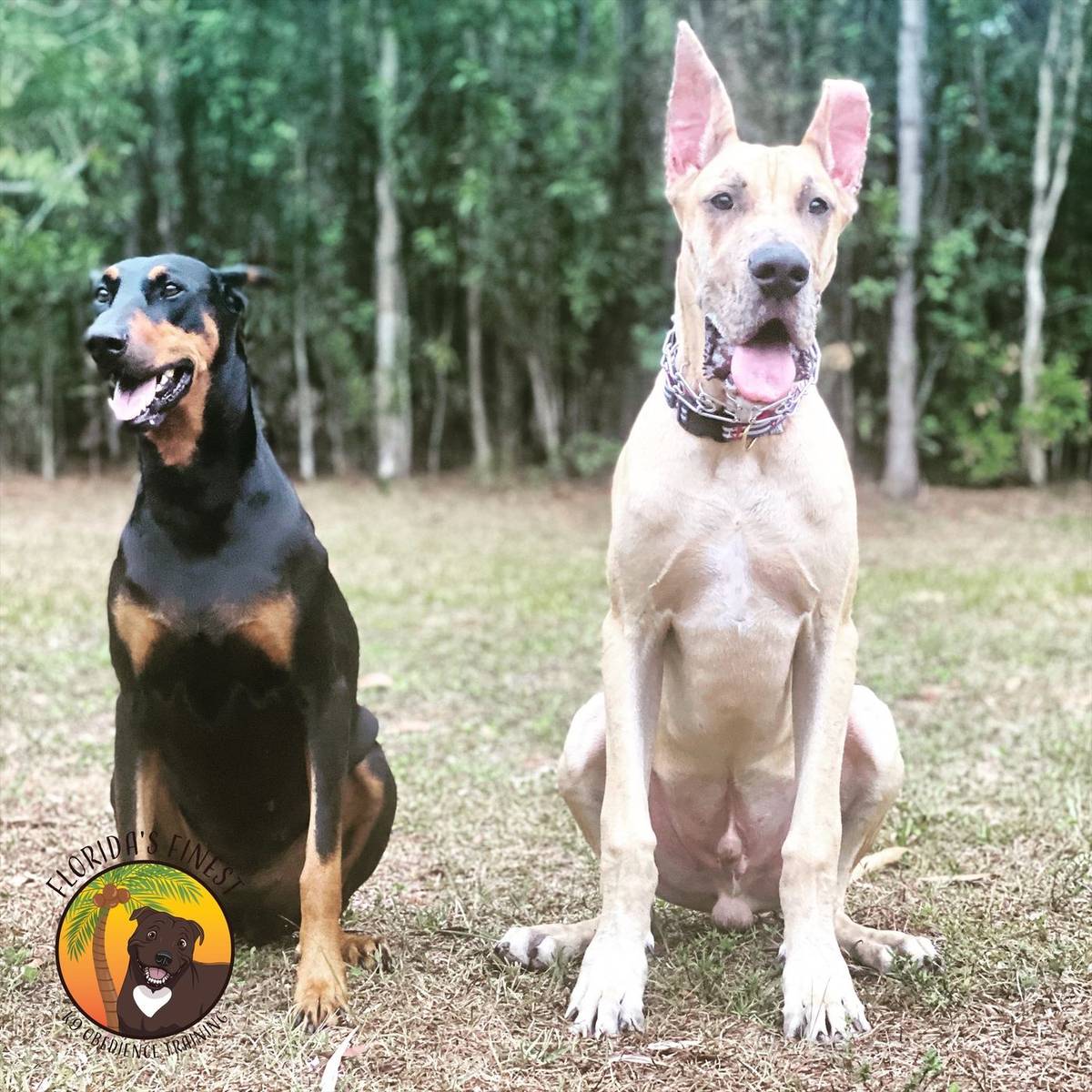 Doberman and Great Dane holding a sit off leash
