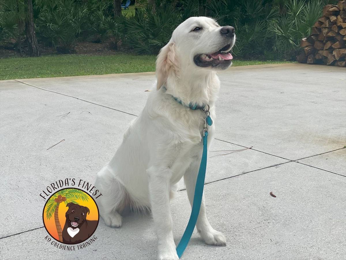Young golden retriever sitting on leash during puppy training