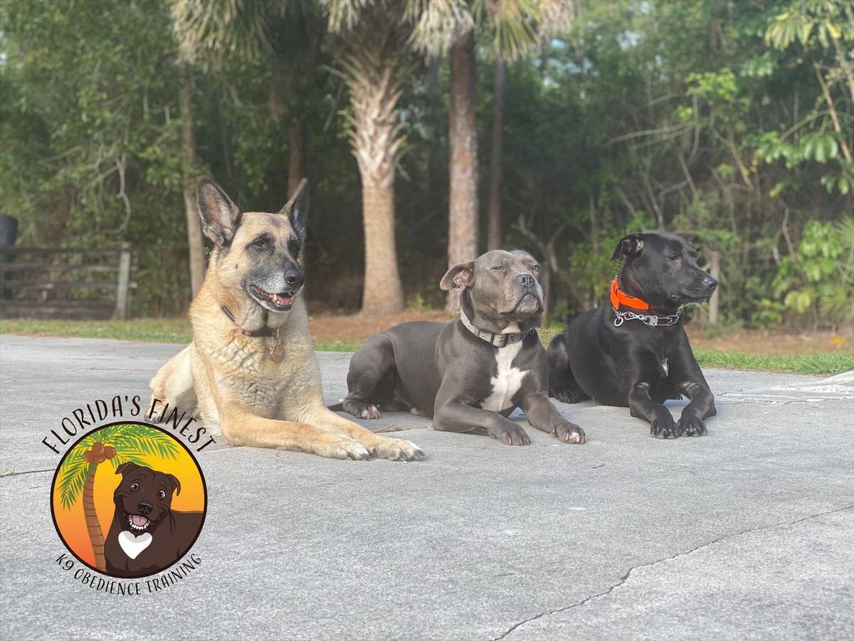 German shepherd and two pit bull mixes lying in a down stay together
